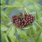 Sambucus canadensis 'Adams'