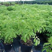 Sambucus canadensis 'York'