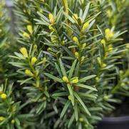 Taxus x media 'Hicksii'