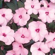 Impatiens hawkeri 'Infinity Pink' Impatiens hawkeri 'Infinity Pink'