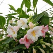 Weigela florida 'Sonic Bloom Pearl'