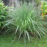 Cymbopogon citratus 'Lemon Grass'