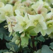 Helleborus 'HGC Champion' Helleborus 'HGC Champion'