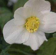 Helleborus 'HGC Jacob' Helleborus 'HGC Jacob'