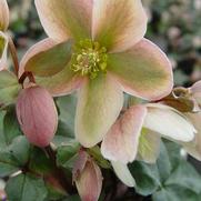 Helleborus 'Ivory Prince' Helleborus 'Ivory Prince'
