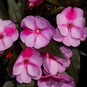 Impatiens hawkeri 'Infinity Pink Frost' Impatiens hawkeri 'Infinity Pink Frost'