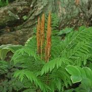 Osmunda cinnamomea