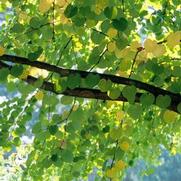 Cercidiphyllum japonicum Cercidiphyllum japonicum