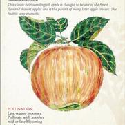 Malus domestica 'Cox's Orange Pippin' Malus domestica 'Cox's Orange Pippin'