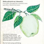 Malus domestica 'Mutsu (Crispin)' Malus domestica 'Mutsu (Crispin)'