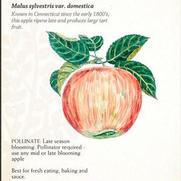 Malus domestica 'Northern Spy' Malus domestica 'Northern Spy'