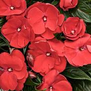 Impatiens hawkeri 'Infinity Red' Impatiens hawkeri 'Infinity Red'