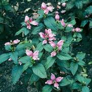 Chelone lyonii 'Hot Lips'