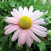 Chrysanthemum rubellum 'Clara Curtis' Chrysanthemum rubellum 'Clara Curtis'