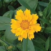 Coreopsis hybrid 'Jethro Tull' Coreopsis hybrid 'Jethro Tull'