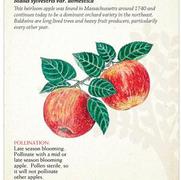 Malus domestica 'Baldwin'