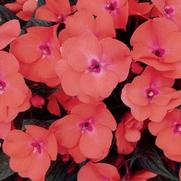 Impatiens hawkeri 'Infinity Salmon' Impatiens hawkeri 'Infinity Salmon'