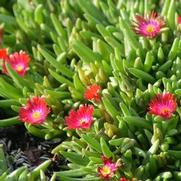 Delosperma hybrid 'Jewel of Desert Garnet'