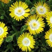 Delosperma hybrid 'Jewel of Desert Peridot'