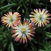 Delosperma hybrid 'Jewel of Desert Ruby'