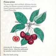 Prunus avium 'Blackyork'