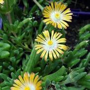 Delosperma hybrid 'Jewel of Desert Topaz'