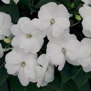 Impatiens hawkeri 'Infinity White' Impatiens hawkeri 'Infinity White'