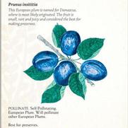 Prunus domestica (insititia) 'Damson' Prunus domestica (insititia) 'Damson'