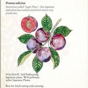 Prunus salicina 'Methley' Prunus salicina 'Methley'