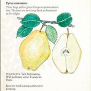 Pyrus communis x 'Kieffer'