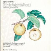 Pyrus pyrifolia 'Raja' Pyrus pyrifolia 'Raja'