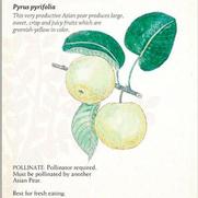 Pyrus pyrifolia 'Shin Li' Pyrus pyrifolia 'Shin Li'