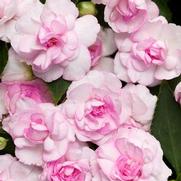 Impatiens walleriana 'Rockapulco Appleblossom' Impatiens walleriana 'Rockapulco Appleblossom'