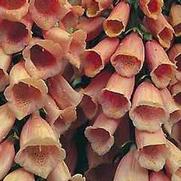 Digitalis purpurea 'Apricot' Digitalis purpurea 'Apricot'