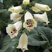 Digitalis purpurea 'Camelot Cream' Digitalis purpurea 'Camelot Cream'