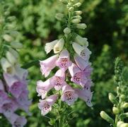 Digitalis purpurea 'Camelot Lavender'