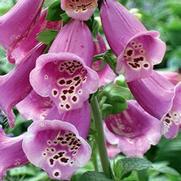 Digitalis purpurea 'Camelot Rose' Digitalis purpurea 'Camelot Rose'