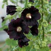 Alcea rosea 'Spotlight Blacknight' Alcea rosea 'Spotlight Blacknight'