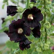 Alcea rosea 'Spotlight Blacknight'