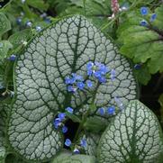 Brunnera macrophylla 'Sea Heart' Brunnera macrophylla 'Sea Heart'