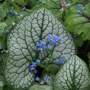 Brunnera macrophylla 'Sea Heart'