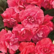 Impatiens walleriana 'Rockapulco Coral Reef' Impatiens walleriana 'Rockapulco Coral Reef'