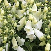 Digitalis purpurea 'Camelot White' Digitalis purpurea 'Camelot White'