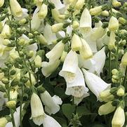 Digitalis purpurea 'Camelot White'