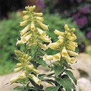 Digitalis grandiflora 'Carillon'