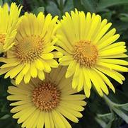 Doronicum orientale 'Little Leo' Doronicum orientale 'Little Leo'