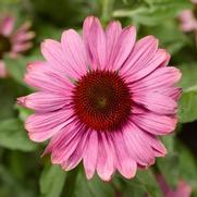 Echinacea purpurea 'Prairie Splendor' Echinacea purpurea 'Prairie Splendor'