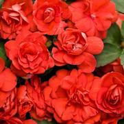 Impatiens walleriana 'Rockapulco Dark Orange' Impatiens walleriana 'Rockapulco Dark Orange'