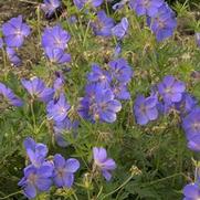 Geranium 'Johnson's Blue' Geranium 'Johnson's Blue'