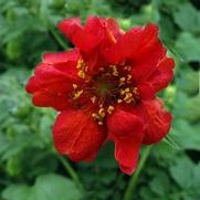 Geum chiloense 'Double Bloody Mary' Geum chiloense 'Double Bloody Mary'